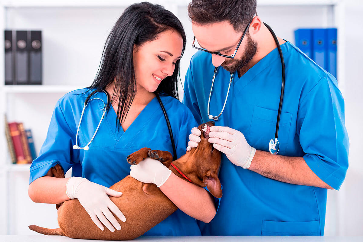 Auxiliar técnico veterinario