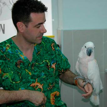 albert angel