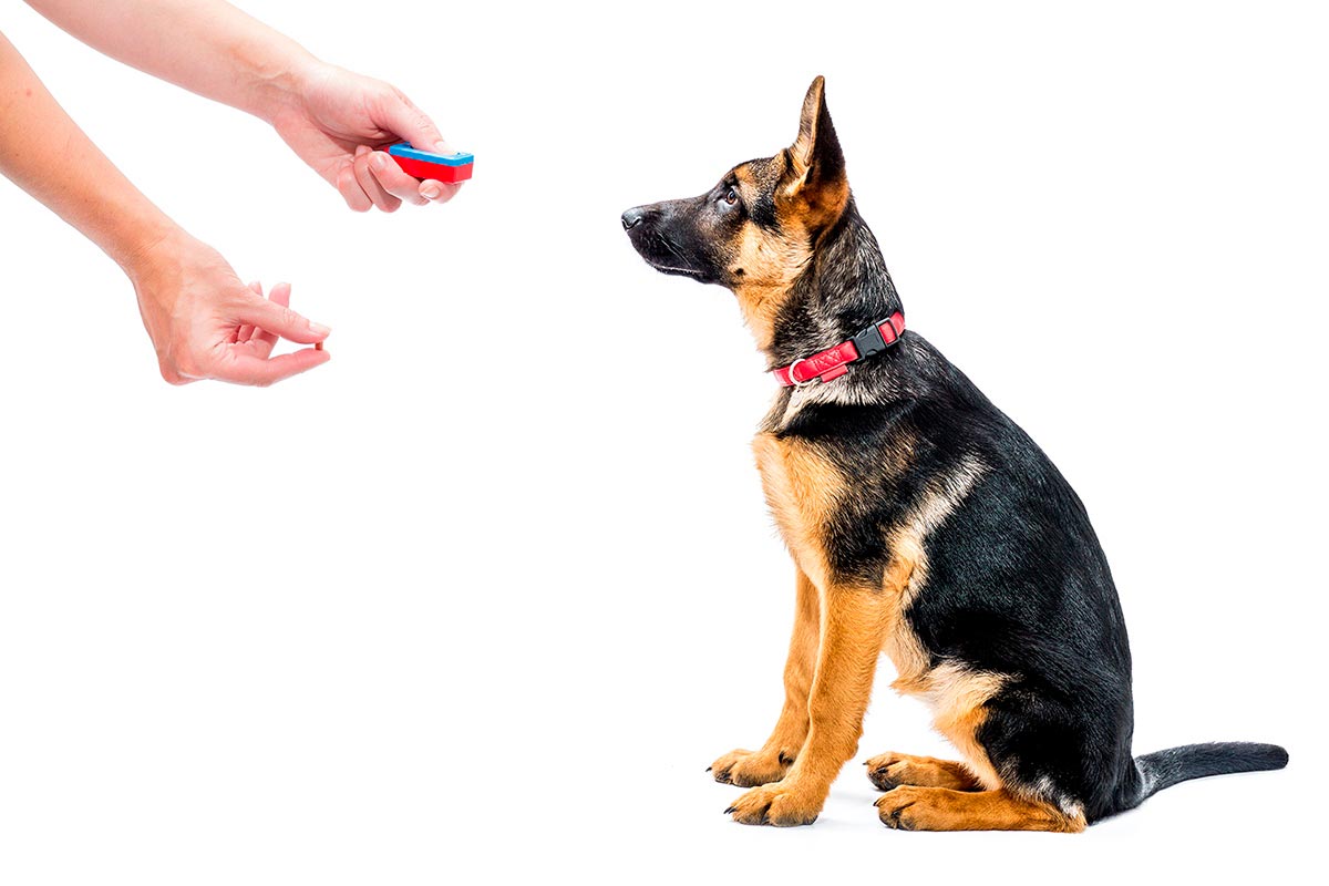 Clicker training