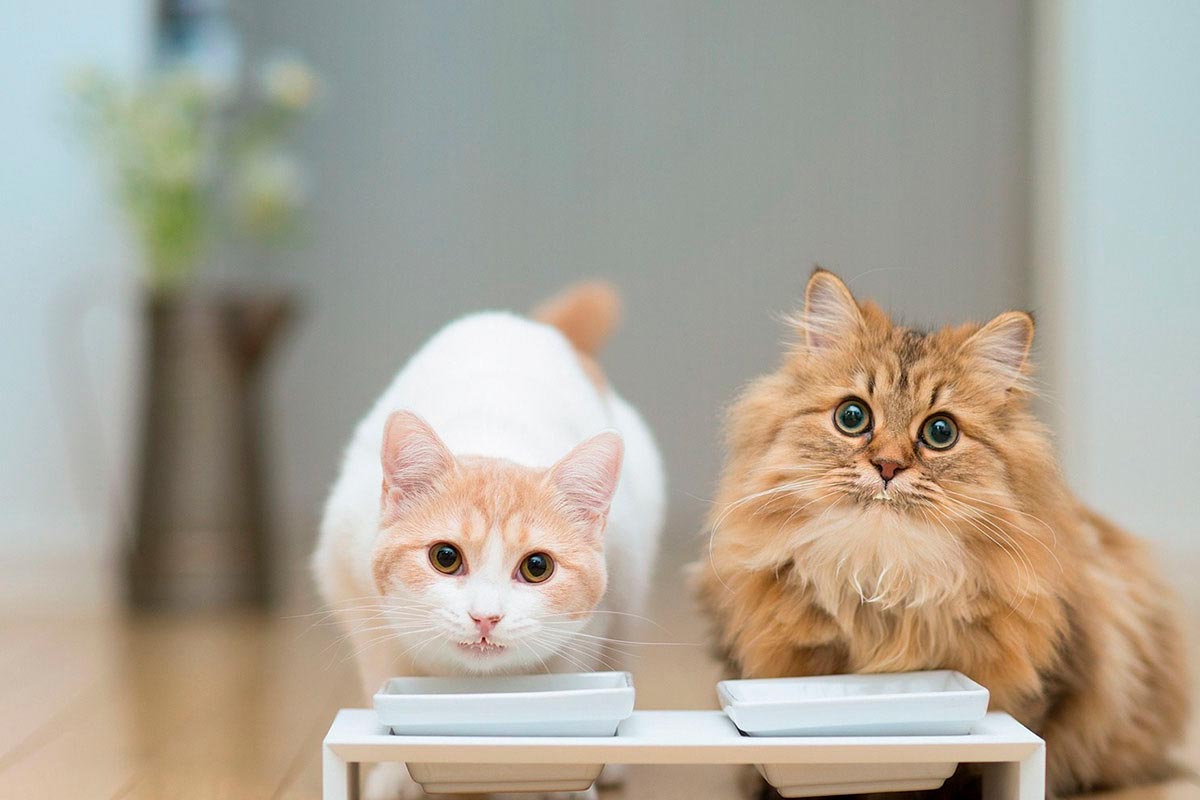 Nutrición y dietética veterinaria
