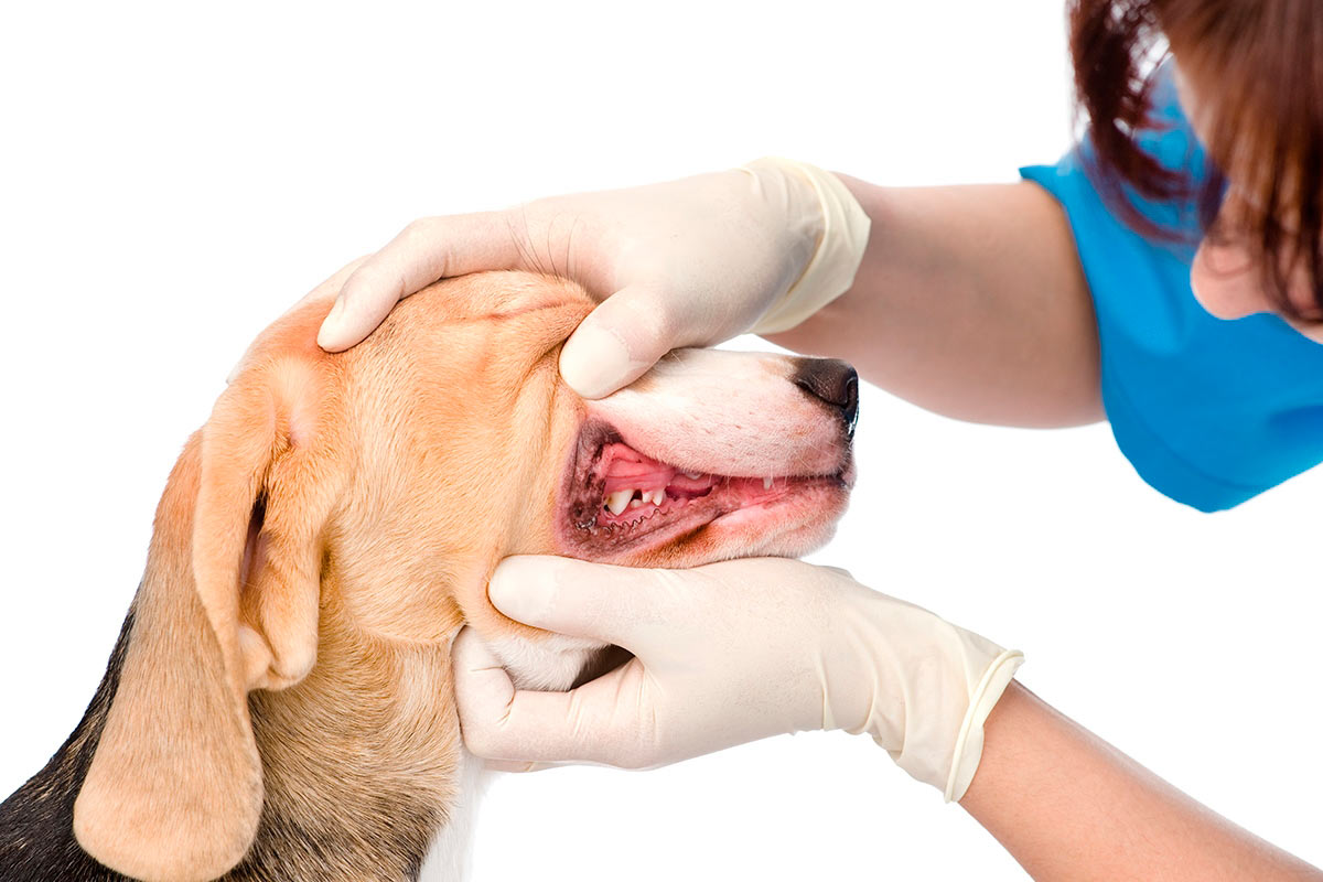 Higiene buco-dental en perros y gatos