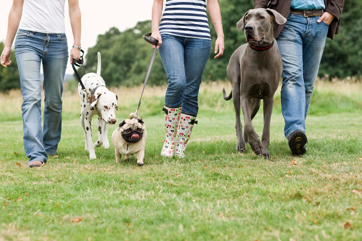 Paseador de Perros