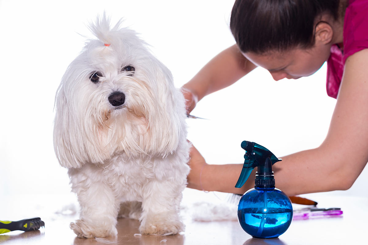 Técnicas avanzadas de peluquería canina