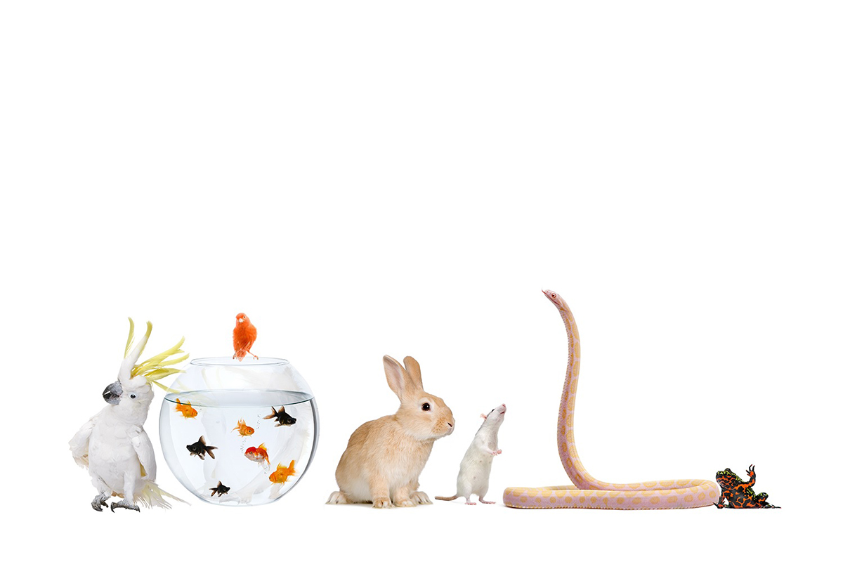 Técnico especialista en animales exóticos