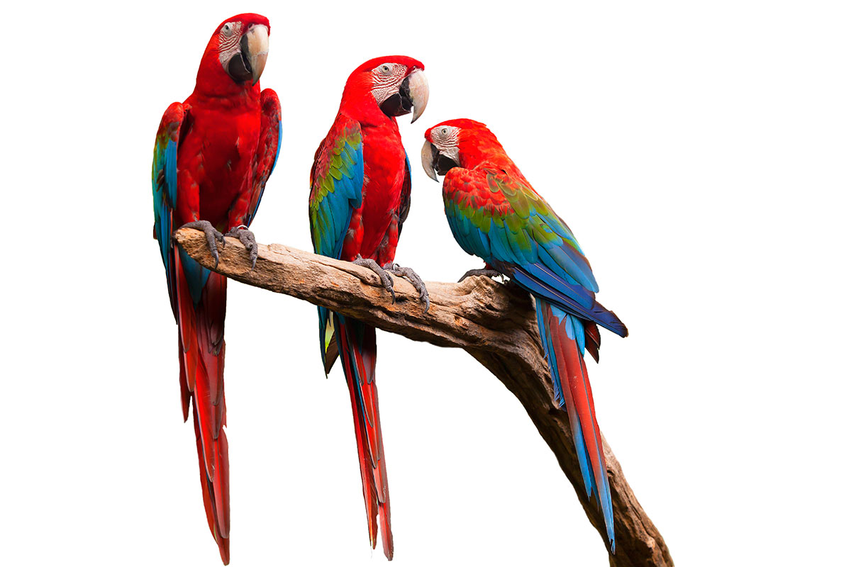 Técnico en aves exóticas
