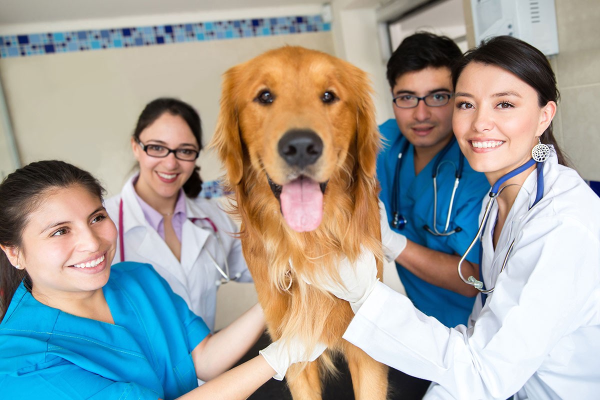 Técnico superior en asistencia veterinaria y estilismo canino